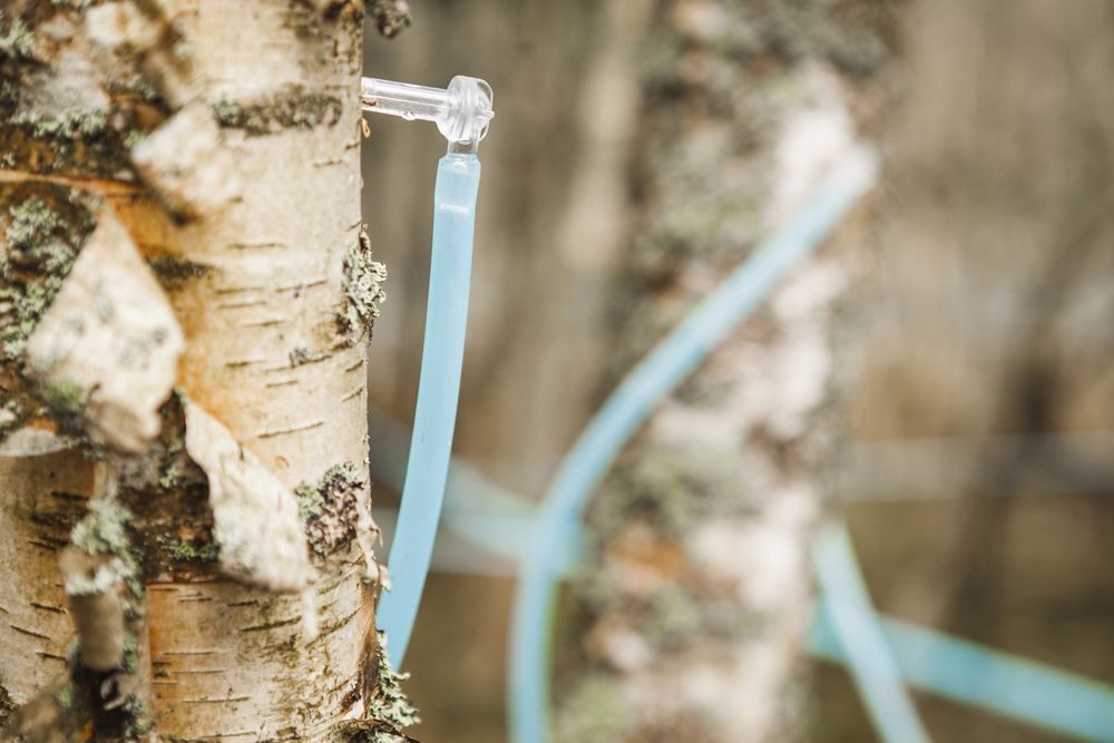 How to collect birch sap and what to use it for